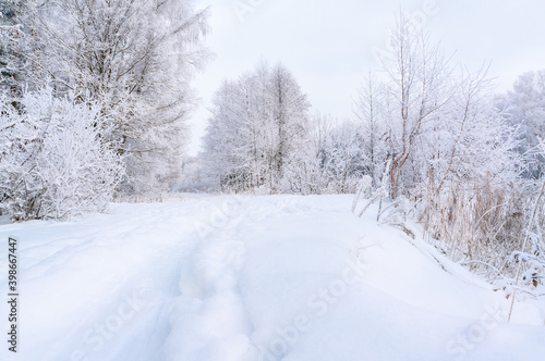 View of a winter snow-covered forest. A road in a snowy winter forest. Christmas light background © oksanamedvedeva