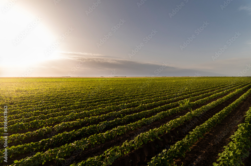 Open soybean field at sunset. Open soybean field at sunset.