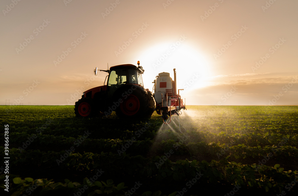 Fototapeta premium Tractor spraying soy field in sunset.