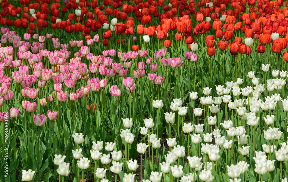 Blooming tulips in the spring park