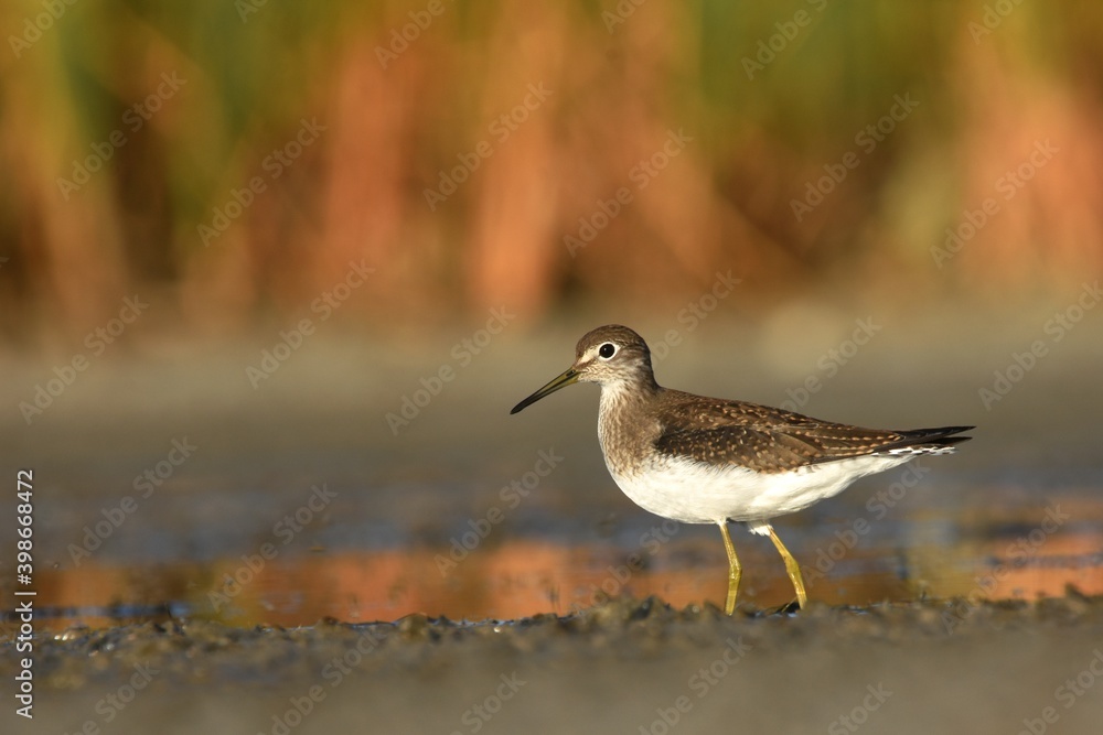 A Solitary Sandpiper feeds in a marsh on the Colorado prairie during fall shorebird migration. A Solitary Sandpiper feeds in a marsh on the Colorado prairie during fall shorebird migration.