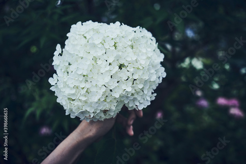 紫陽花に手を添える女性の手元 photo