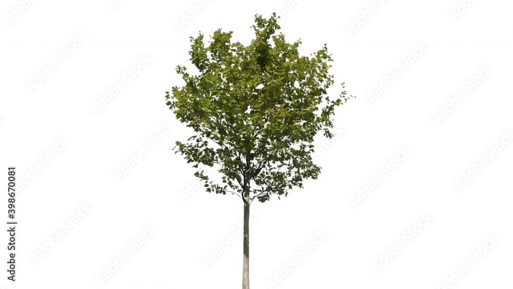 Real tree platanus occidentalis isolated in movement - 15 sunny day with alpha channel ready to insert in your #vfx works as a separate layer Real tree platanus occidentalis isolated in movement - 15 sunny day with alpha channel ready to insert in your #vfx works as a separate layer
