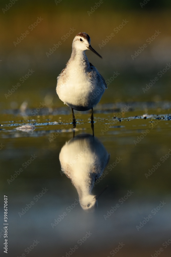 A Wilson's Phalarope feeds on the Colorado prairie. A Wilson's Phalarope feeds on the Colorado prairie.