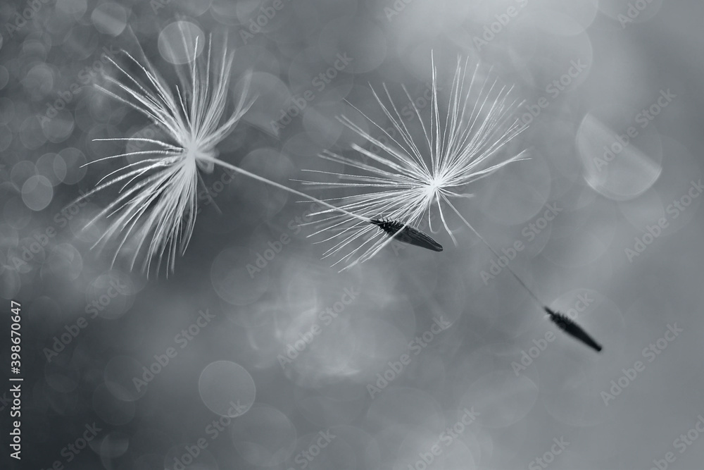 Flying dandelion fluffs with bokeh in ultimate gray ,the 2021 color