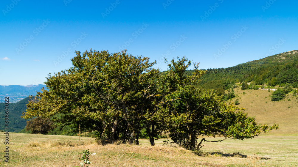 Alberi lungo il sentiero a Poggio San Romualdo Frazione di Fabriano nelle Marche Alberi lungo il sentiero a Poggio San Romualdo Frazione di Fabriano nelle Marche
