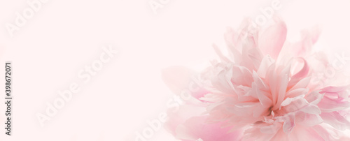 Mock-up with beautiful pastel peony floral background. Soft pastel wedding, romantic flowers. Banner for website