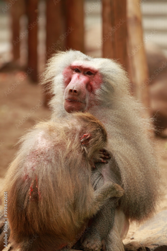 Baboon family grooming in the park Baboon family grooming in the park