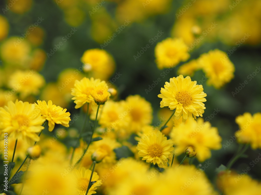 Chrysanthemum indicum Scientific name Dendranthema morifolium, Flavonoids,Closeup pollen of bush yellow flower blooming in garden on blurred of nature background Chrysanthemum indicum Scientific name Dendranthema morifolium, Flavonoids,Closeup pollen of bush yellow flower blooming in garden on blurred of nature background