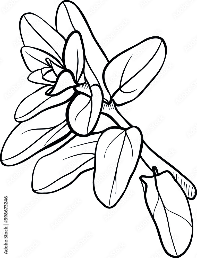 hand drawn botany, plant outlines hand drawn botany, plant outlines