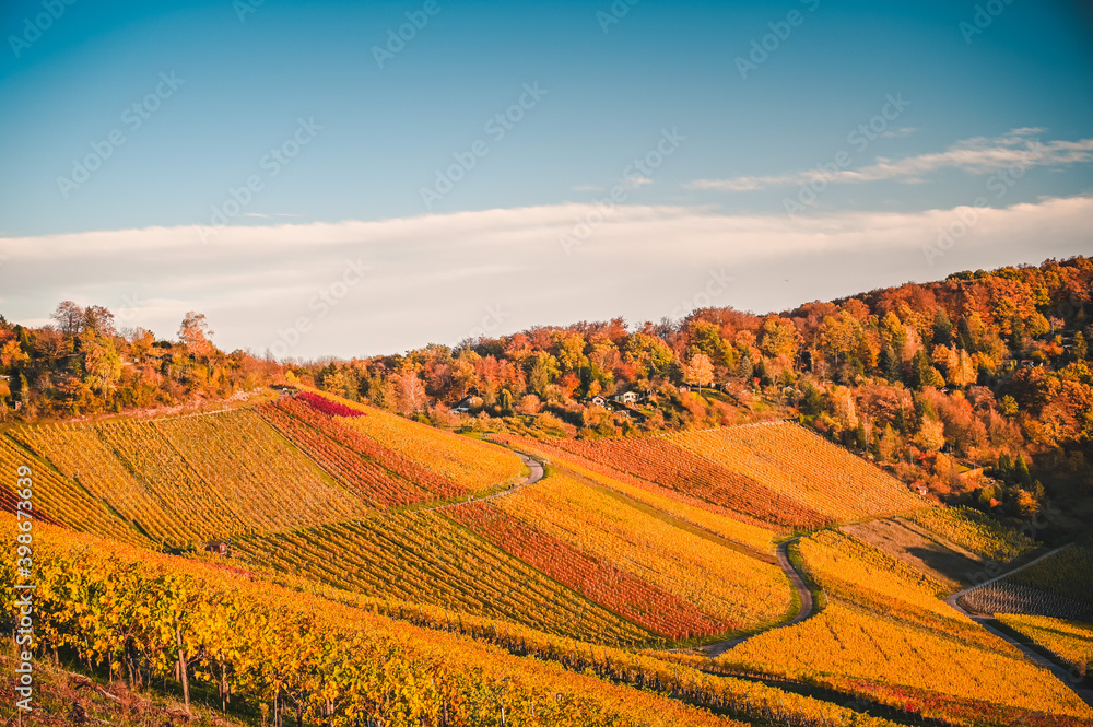 Fantastic view of an autumnal vineyard landscape panorama in Germany during sunset. The red and yellow vineyards are illuminated by the golden sunlight.