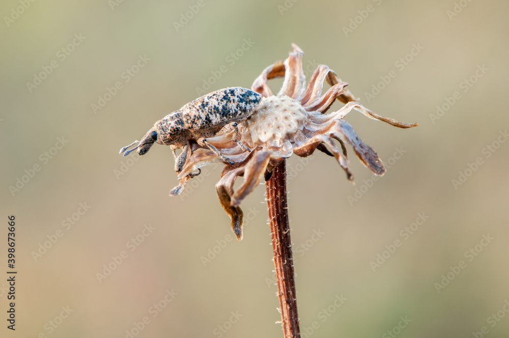 Beetle in the Curculionidae (weevil) family on a dandelion flower