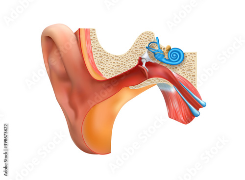 The structure of the human ear in medicine. Vector illustration