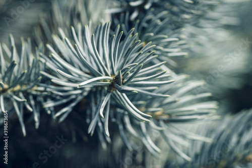 Blue spruce background. Needles on the branches close-up. Soft focus . New Year concept © alan