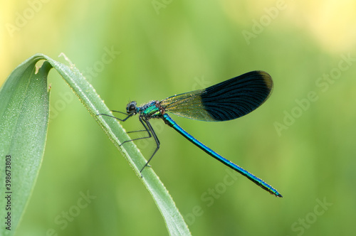 Early in the morning, Calopteryx splendens on a blade of grass dries its wings from dew under the first rays of the sun before flight