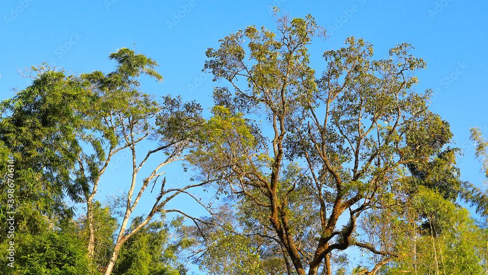 Obraz premium the forest