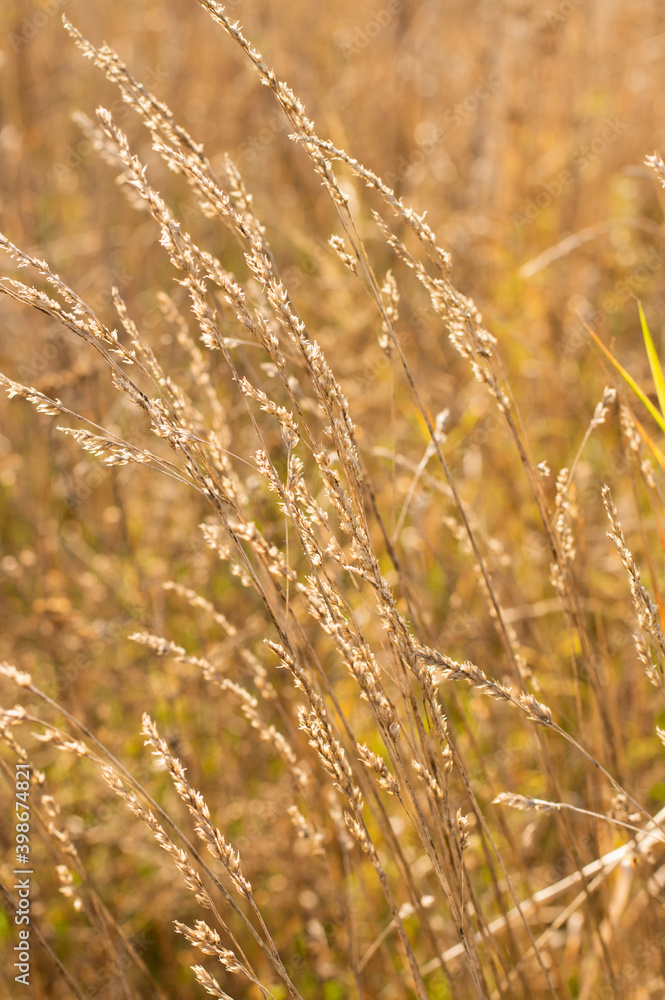 Autumn meadow background with bokeh effect. Autumn meadow background with bokeh effect.