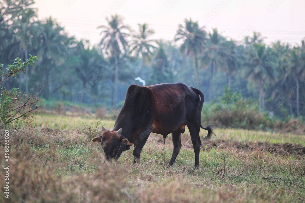 cows in the meadow