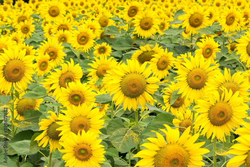 Sunflower field nature scene background Sunflower field nature scene background
