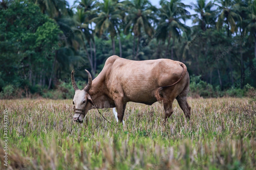 cow in the field cow in the field