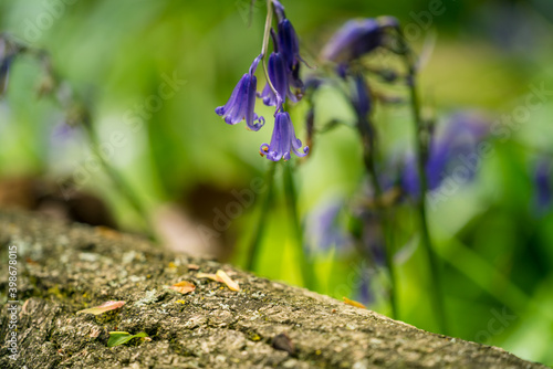 Colourful floral background with beautiful bluebells in the sunlight