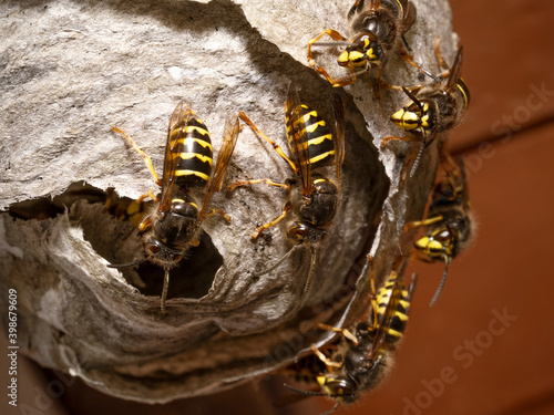 Photos The median wasp (Dolichovespula media) macro