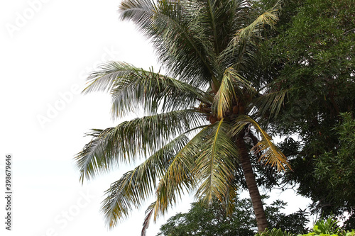 A tall coconut tree with its fruits against a clear sky