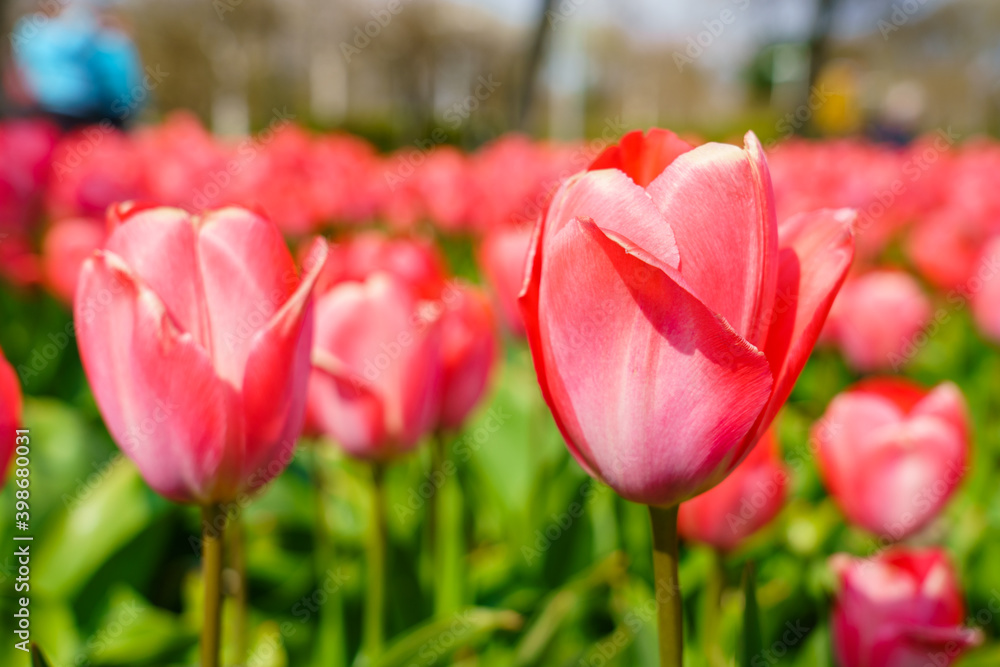 Red tulips macro shoot in sunlight