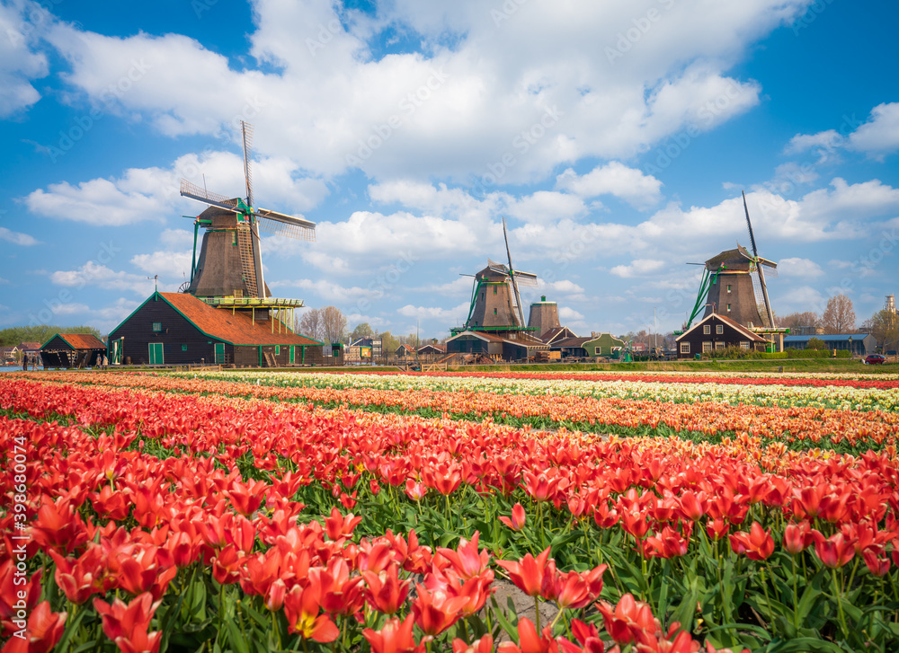 Beautiful Dutch scenery with traditional windmills and tulip flowers foreground in Zaanse Schans. Netherlands 