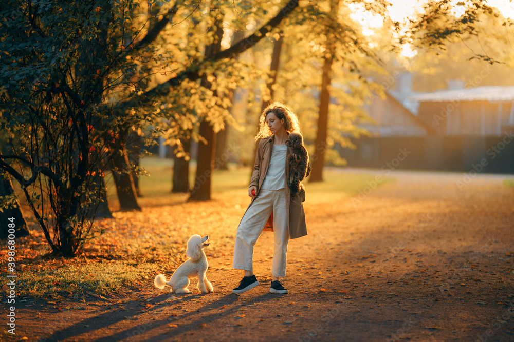 Fototapeta premium girl dog in an autumn park at sunset.. Walking with pet. small poodle in nature