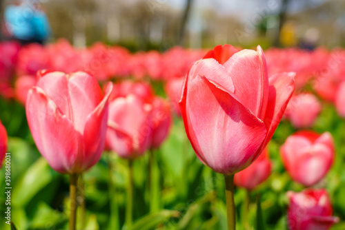 Red tulips macro shoot in sunlight © Pawel Pajor