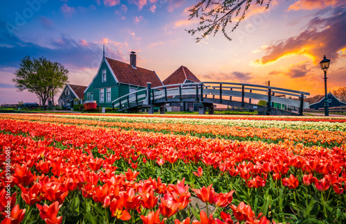 Photography Beautiful view of traditional dutch village in Zaanse Schanse with tulip flowers