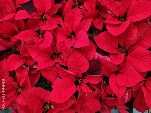 Beautiful red Christmas flowers poinsettia background