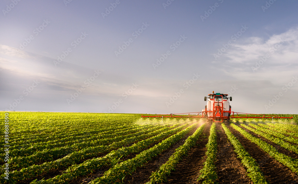 Tractor spraying soy field in sunset. Tractor spraying soy field in sunset.
