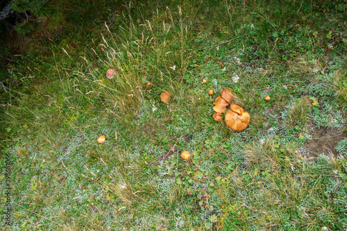 Mushrooms on ground in forest in Bucegi National Park, Romania