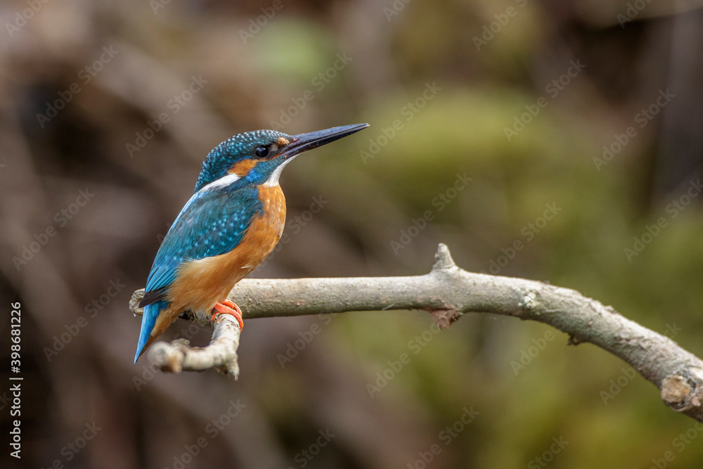 Eisvogel (Alcedo atthis) Männchen Eisvogel (Alcedo atthis) Männchen