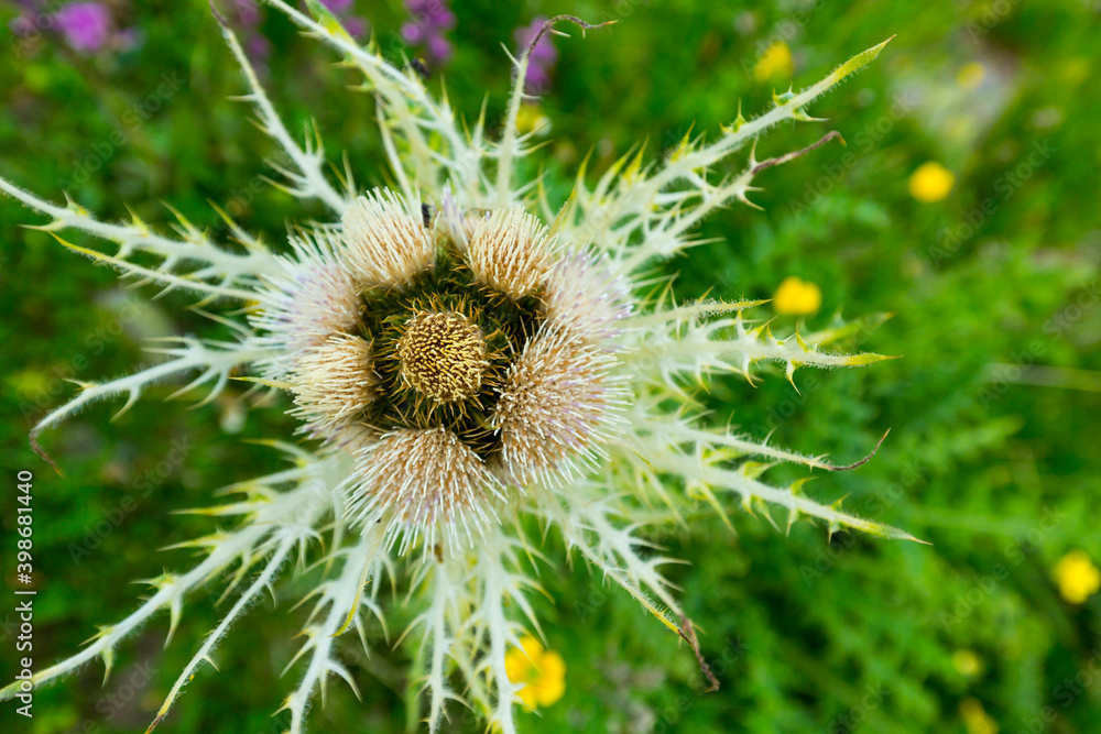 Alpine Flora, Col de la Cayolle, Mercantour National Park, Ubaye Valley, Vallée de l'Ubaye, Alpes Haute Provence, Provence, France, Europe