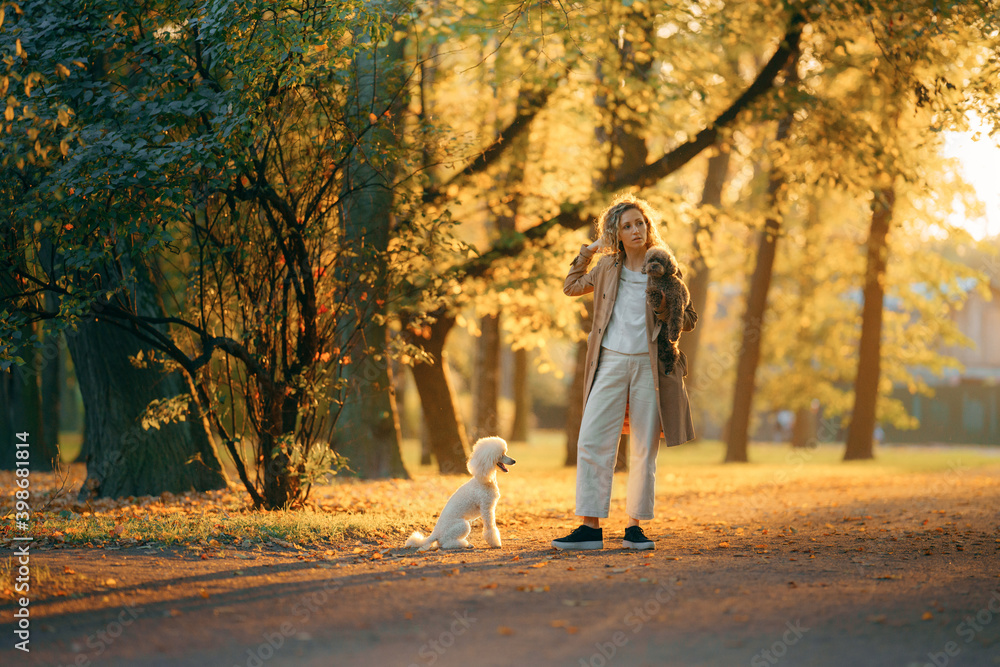 girl dog in an autumn park at sunset.. Walking with pet. small poodle in nature girl dog in an autumn park at sunset.. Walking with pet. small poodle in nature