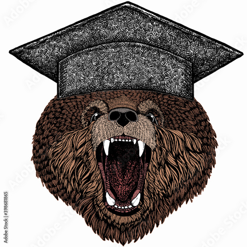 Bear wild animal face. Square academic cap, graduate cap, cap, mortarboard. Grizzly cute brown bear head portrait.