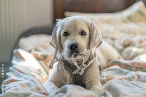 Adorable golden retriever puppy playing with female bra in bed sheets 