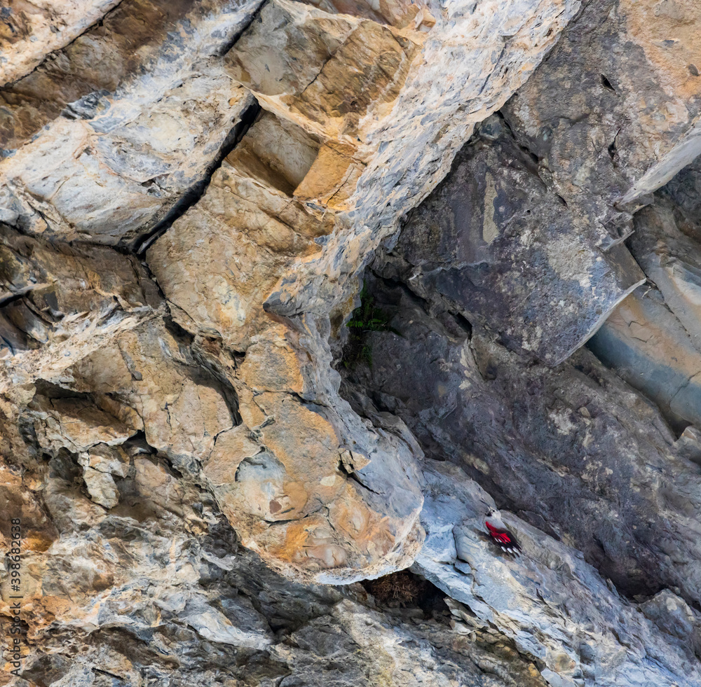 Wallcreeper (Tichodroma muraria)