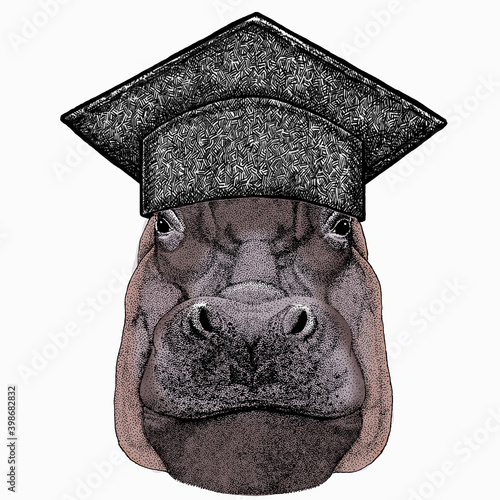 Hippo, hippopotamus portrait. Square academic cap, graduate cap, cap, mortarboard. Head of wild animal.