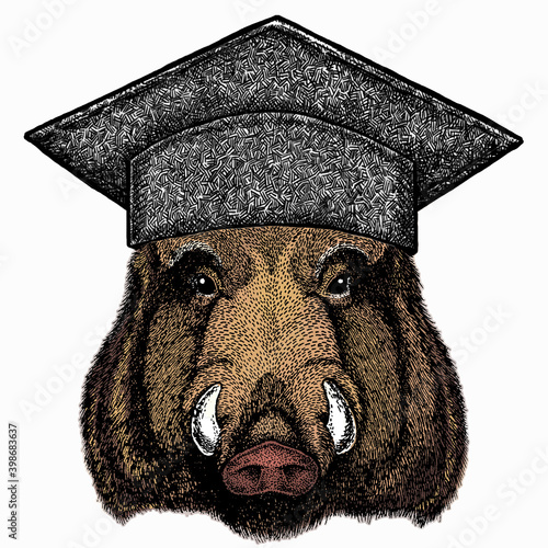 Wild boar, hog, pig. Square academic cap, graduate cap, cap, mortarboard. Animal head, portrait