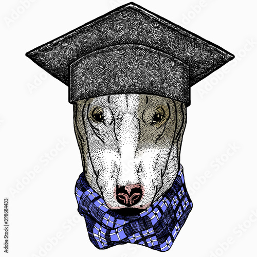 Dog portrait. Square academic cap, graduate cap, cap, mortarboard. Bullterrier portrait, bullterrier head, dog head