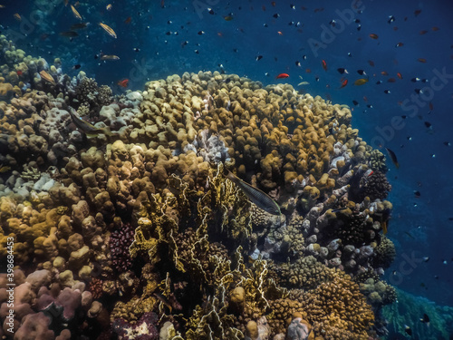 colorful coral world with many fishes in the red sea