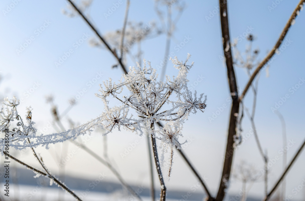 Hoar frost covered angelica. White angelica. Frozen plant in the field. Inflorescence umbrella. Snow white plant. Snowflakes. Winter patterns. Icicles. Snow crystals. Hoar frost covered angelica. White angelica. Frozen plant in the field. Inflorescence umbrella. Snow white plant. Snowflakes. Winter patterns. Icicles. Snow crystals.