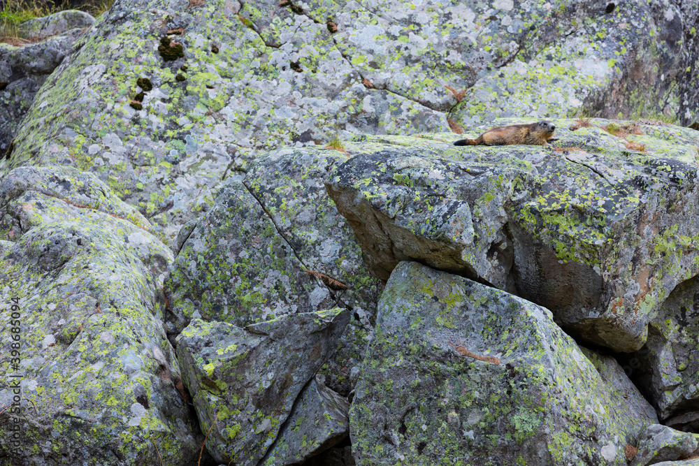 Alpine marmot (Marmota marmota)