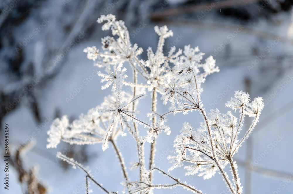 Hoar frost covered angelica. White angelica. Frozen plant in the field. Inflorescence umbrella. Snow white plant. Snowflakes. Winter patterns. Icicles. Snow crystals.