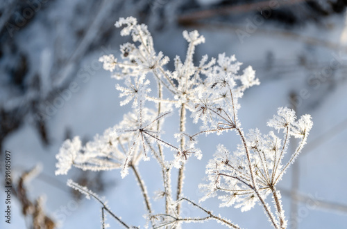 Hoar frost covered angelica. White angelica. Frozen plant in the field. Inflorescence umbrella. Snow white plant. Snowflakes. Winter patterns. Icicles. Snow crystals. © Alexandra