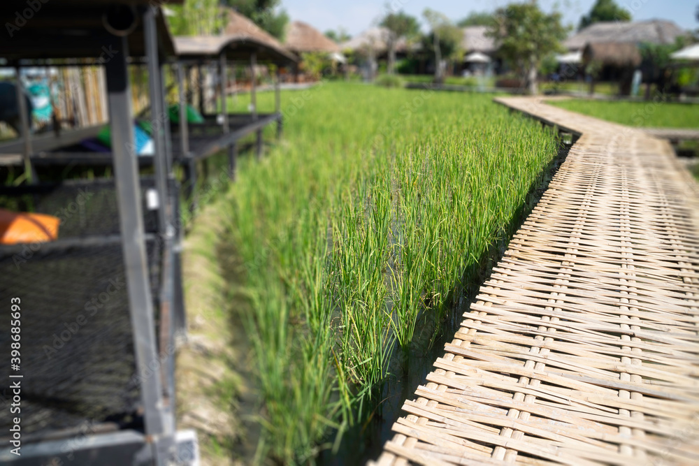 Simple walkway in summer rice field resort Simple walkway in summer rice field resort